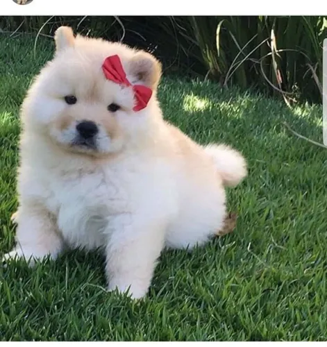 Chow Chow Um filhotinho com amor que não acaba