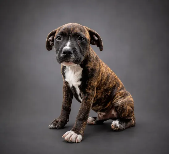 Filhote de Staffbull Macho