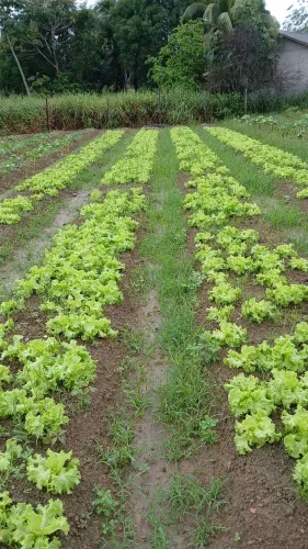 Terreno