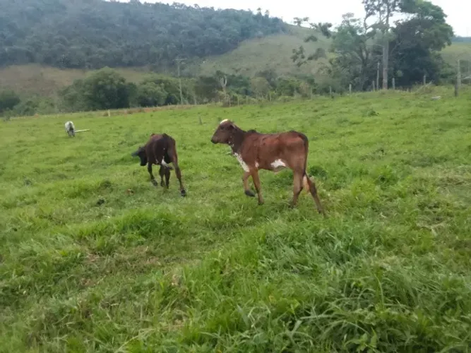 Bezerros e garrote