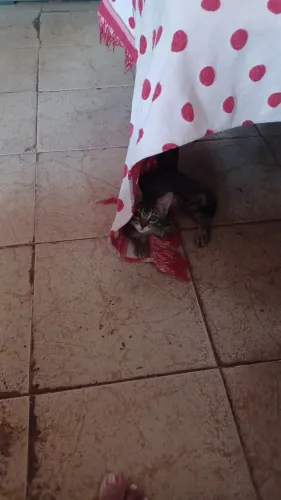 Doação de gatos 
