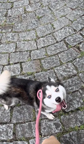 POMSKY FÊMEA DISPONÍVEL PARA VENDA - COM PEDIGREE