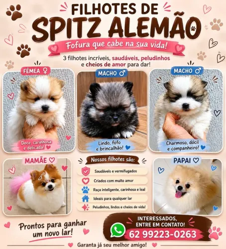 Filhotes de Luluzinha a venda