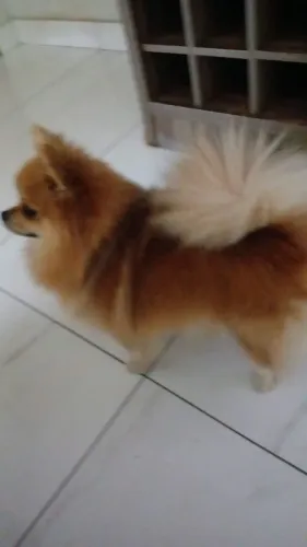 Procura se um namorado lulu anão 
