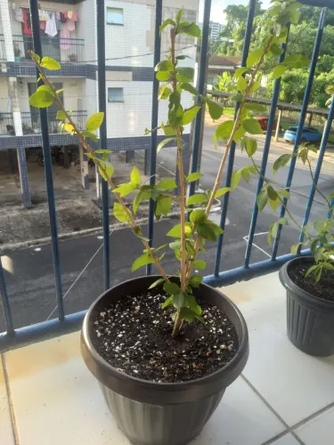 PLANTAS ORQUÍDEA DO MATO E HIBISCO