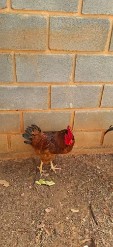 Galo embrapa 051