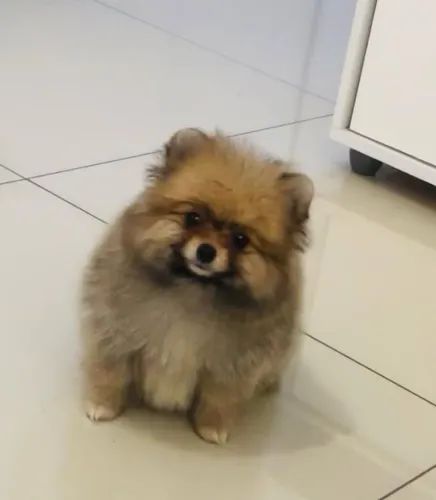 Filhote Spitz Alemão, O amor de quatro patas que faltava na sua vida!