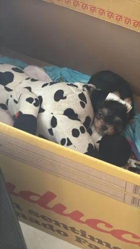Filhote Yorkshire Terrier, Os filhotes mais brincalhões esperam por um lar cheio de amor!