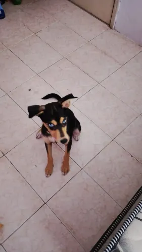 Cão/Filhote