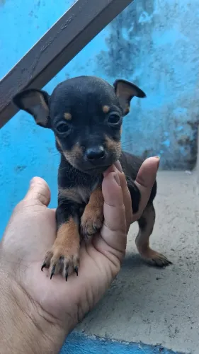 Lindos cachorros de picher