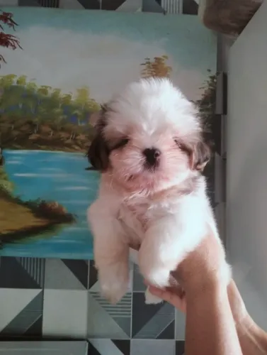 Cachorro Shitzu 