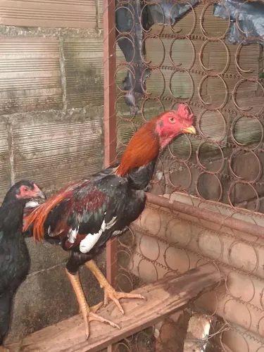 Galo indio novo