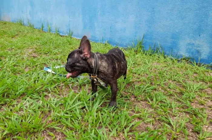 Fêmea Buldog francês adulta 