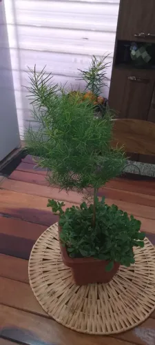 Lindo vaso com árvore ornamental com forração com planta apaga fogo