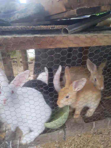 Vendendo coelhos