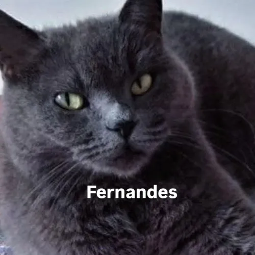 Filhotes Azul Russo Hipoalergênico