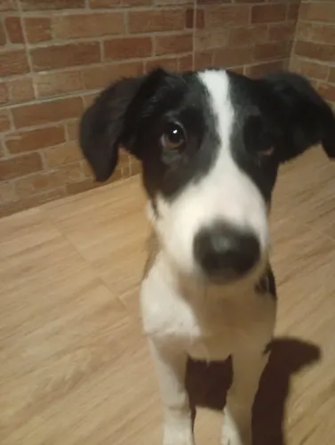 Border Collie