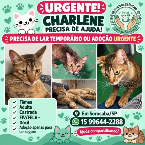 Gata doação