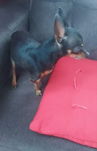 Pincher 0 reprodutor 