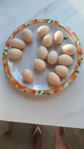 14 Ovos garnize galados
