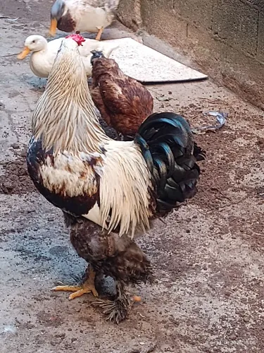 galos e galinha e pintinhos Brahma e indo ovos fértil vermifugados e vacinado