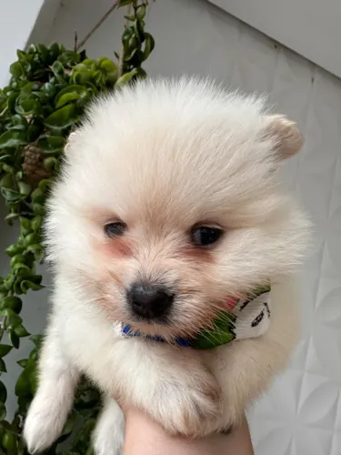 Spitz alemão lindoo
