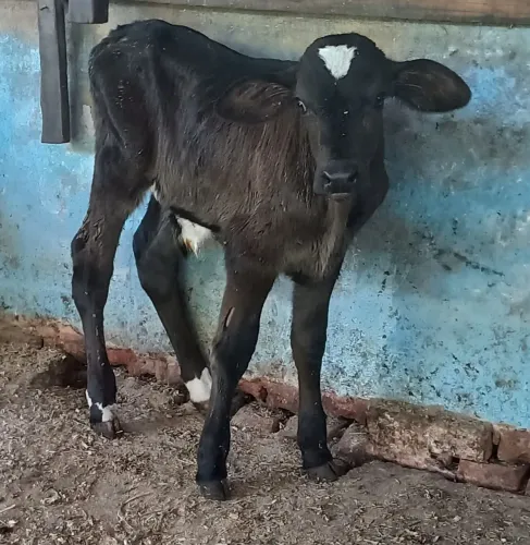 Bezerro recém nascido