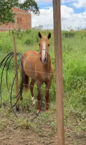 Cavalo capado mestiço 10 anos