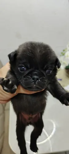 Filhote de PUG Macho - Preto
