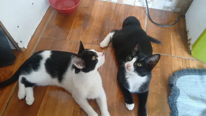 Doa-se gatos 2 fêmeas 4 meses já verificadas.
