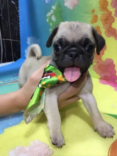 Pug,Pug Filhote Selecionado Alta Procedência