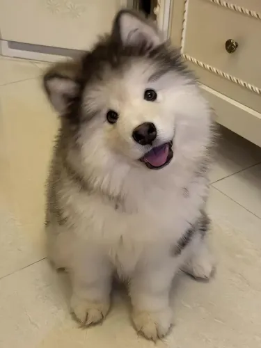 Malamute do Alasca pedigree CBKC t parcelo 