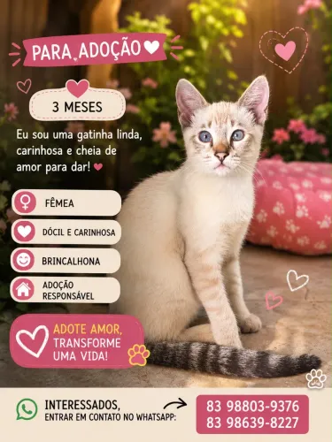 Adoção de gato