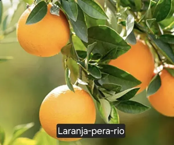 Vendo mudas de frutas, adubos orgânicos, terra preparada, vasos e outros.