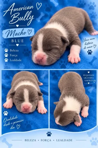 Filhotes American Bully