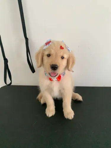 FILHOTE DE GOLDEN RETRIEVER 