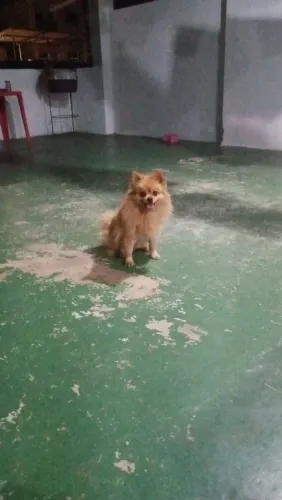 Linda fêmea de um ano