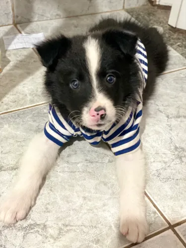 Border collie filhote disponível 