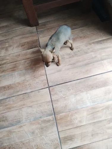 Animais de estimação
