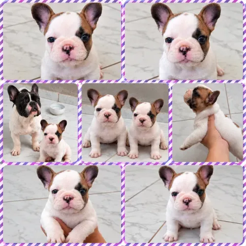 Linda fêmea tricolor Branca preta e castanho bulldog francês