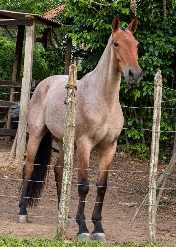 Potra Mangomilha disponível