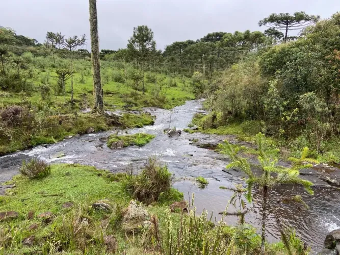 Fazenda/Sítio/Chácara para venda com 39 hectares - Rio Rufino - SC