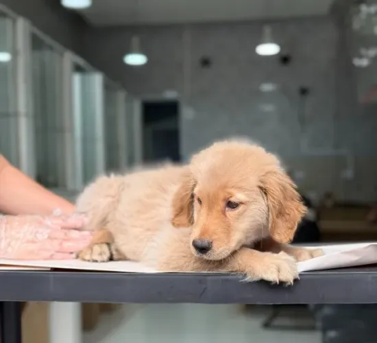 Linhagem superior: Golden fêmea com pedigree disponível na loja