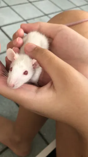 Rato Twister fêmea 