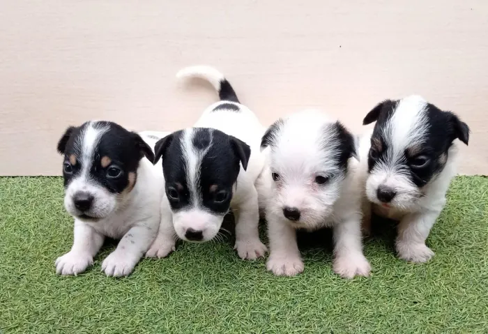 Jack Russel terrier - Filhote com olhar cativante¿
