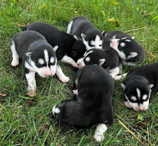 Husky siberiano