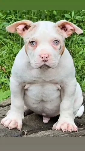 Brazillian Bull - macho