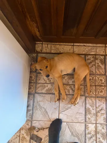 Doação mistura com Golden