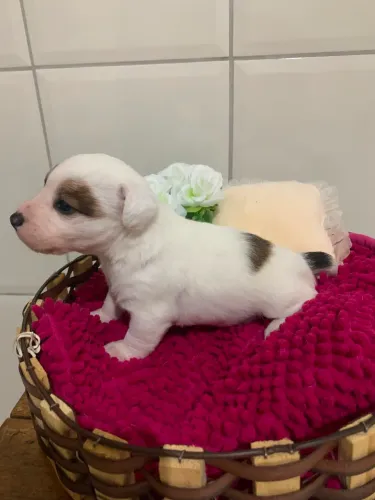 Jack russell terrier fêmea a venda