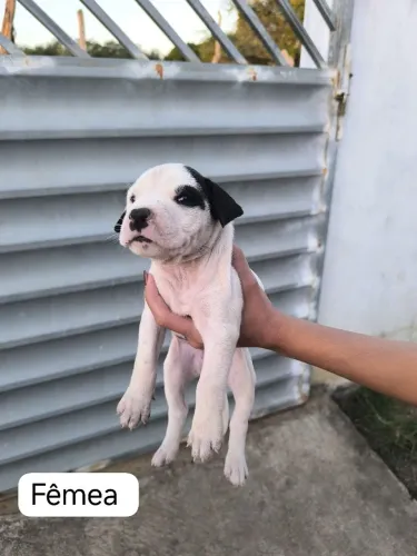 Filhote de Pitbull legítimo 